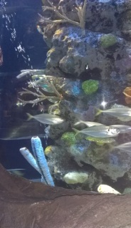 �W�����O����